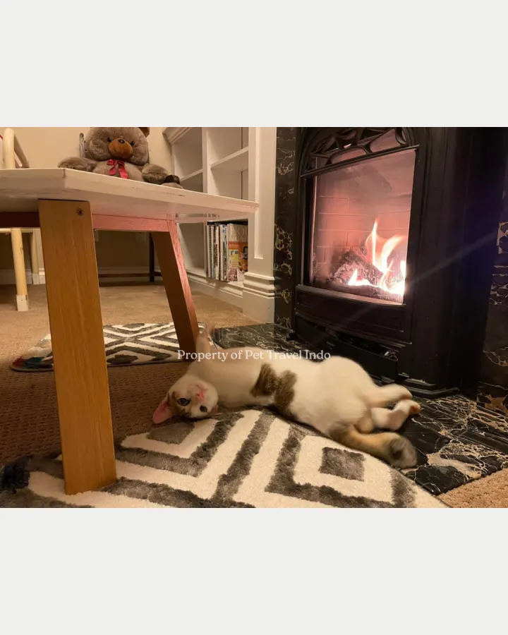 Susu enjoying life in Canada 🇨🇦