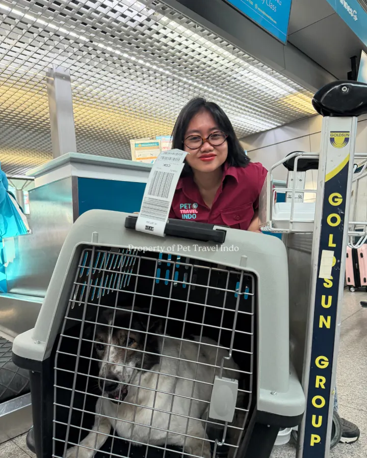 2 cats and 1 dog from Cambodia 🇰🇭 to Indonesia 🇮🇩