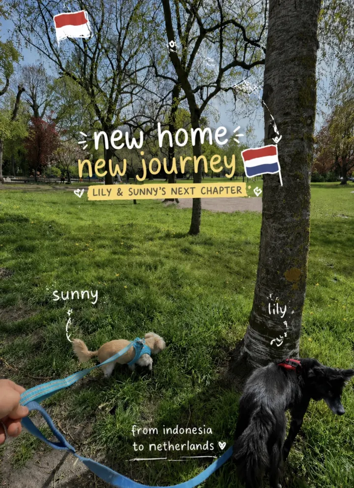 Pet Travel Indo relocation journey