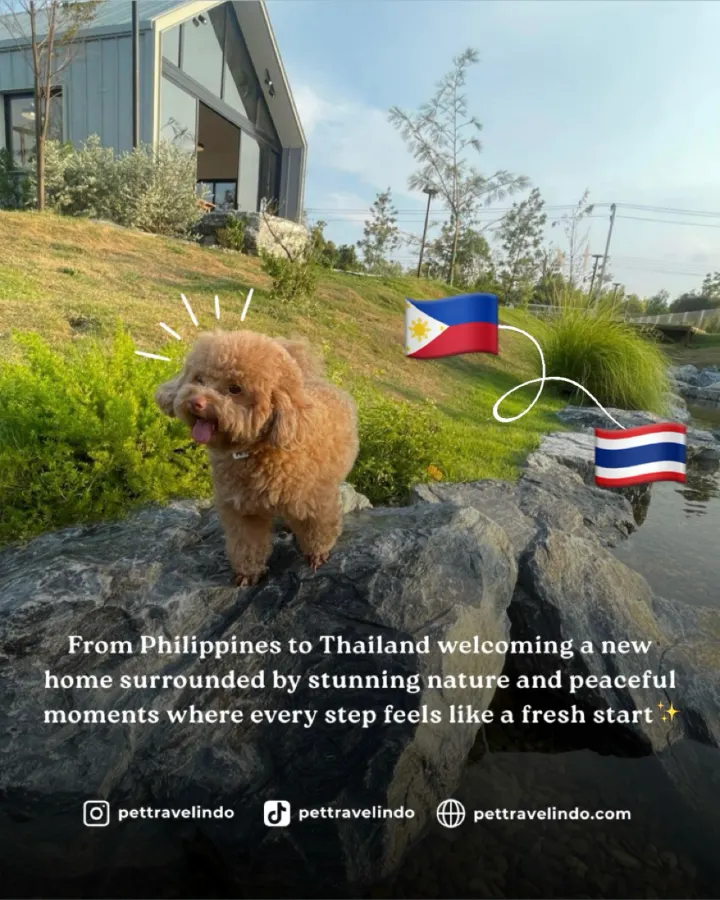 Pet Travel Indo relocation journey