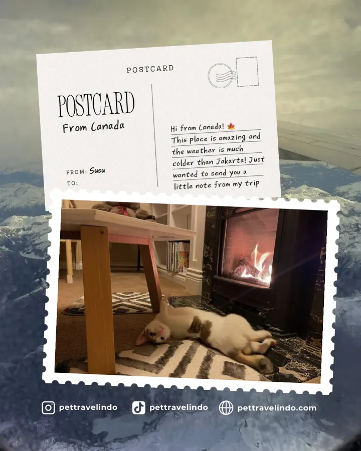Pet Travel Indo relocation journey