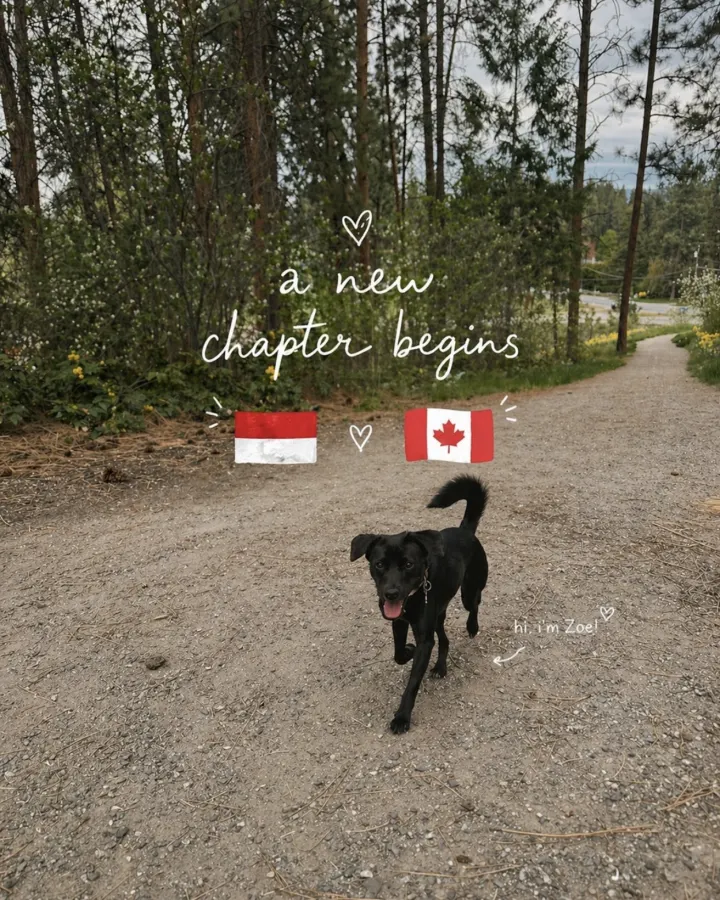 Pet Travel Indo relocation journey