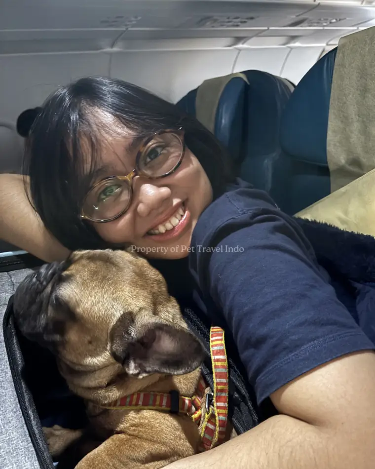 French bulldog travelling in the cabin