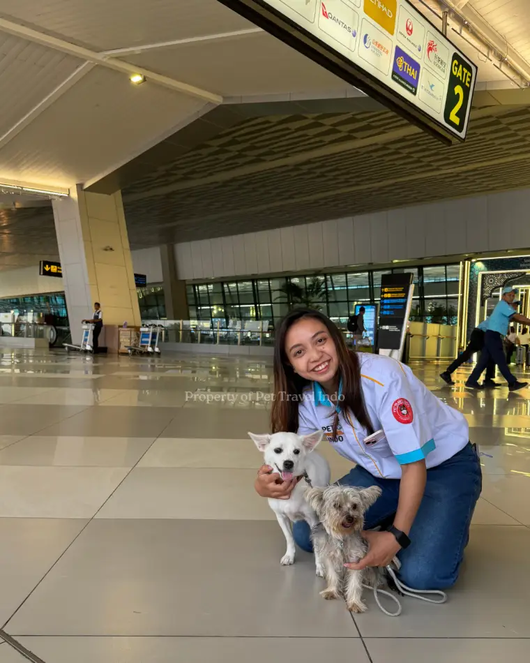 Pet crate at the Qantas gate in Jakarta