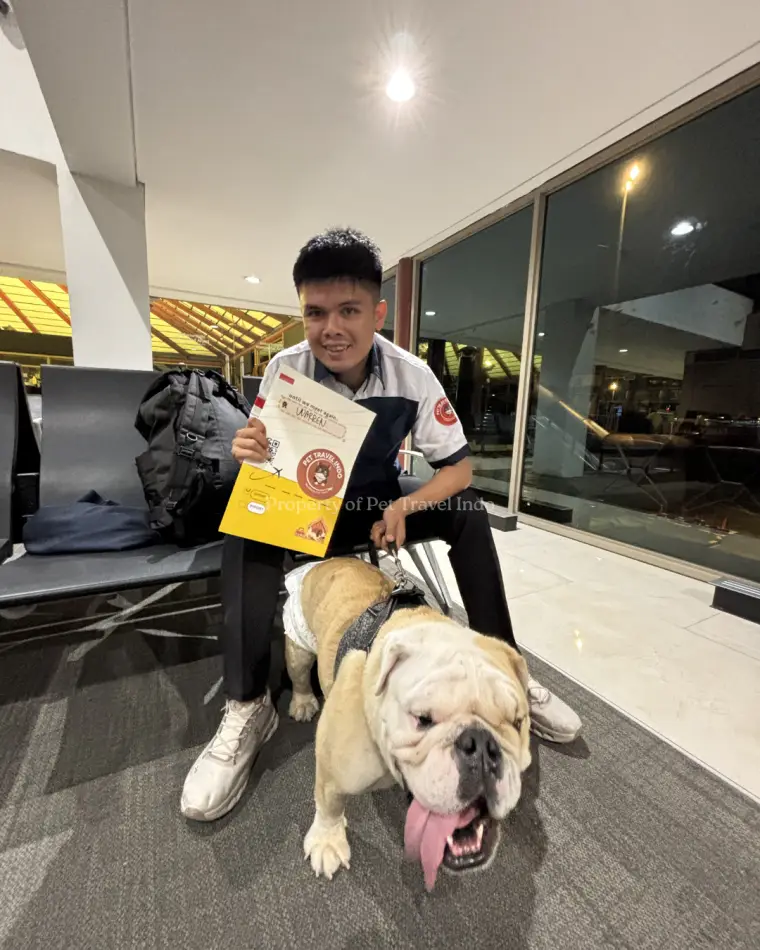 Dog handed over to its owner