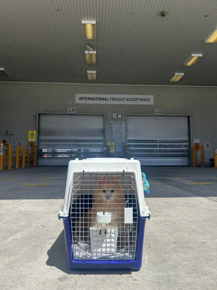 Dog in a travel crate at international freight acceptance
