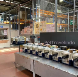 Crates lined up at the animal terminal
