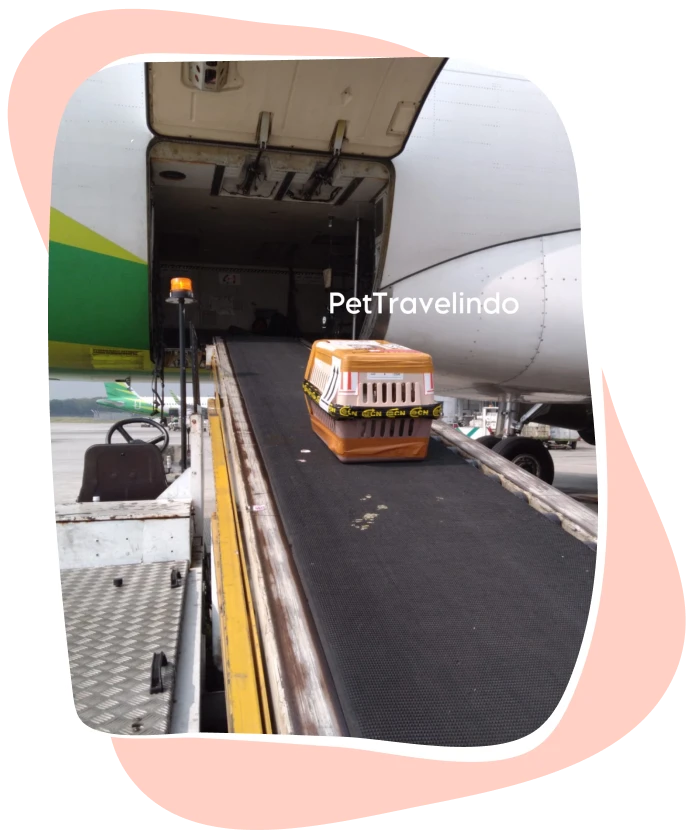 Pet crate loaded onto an aircraft