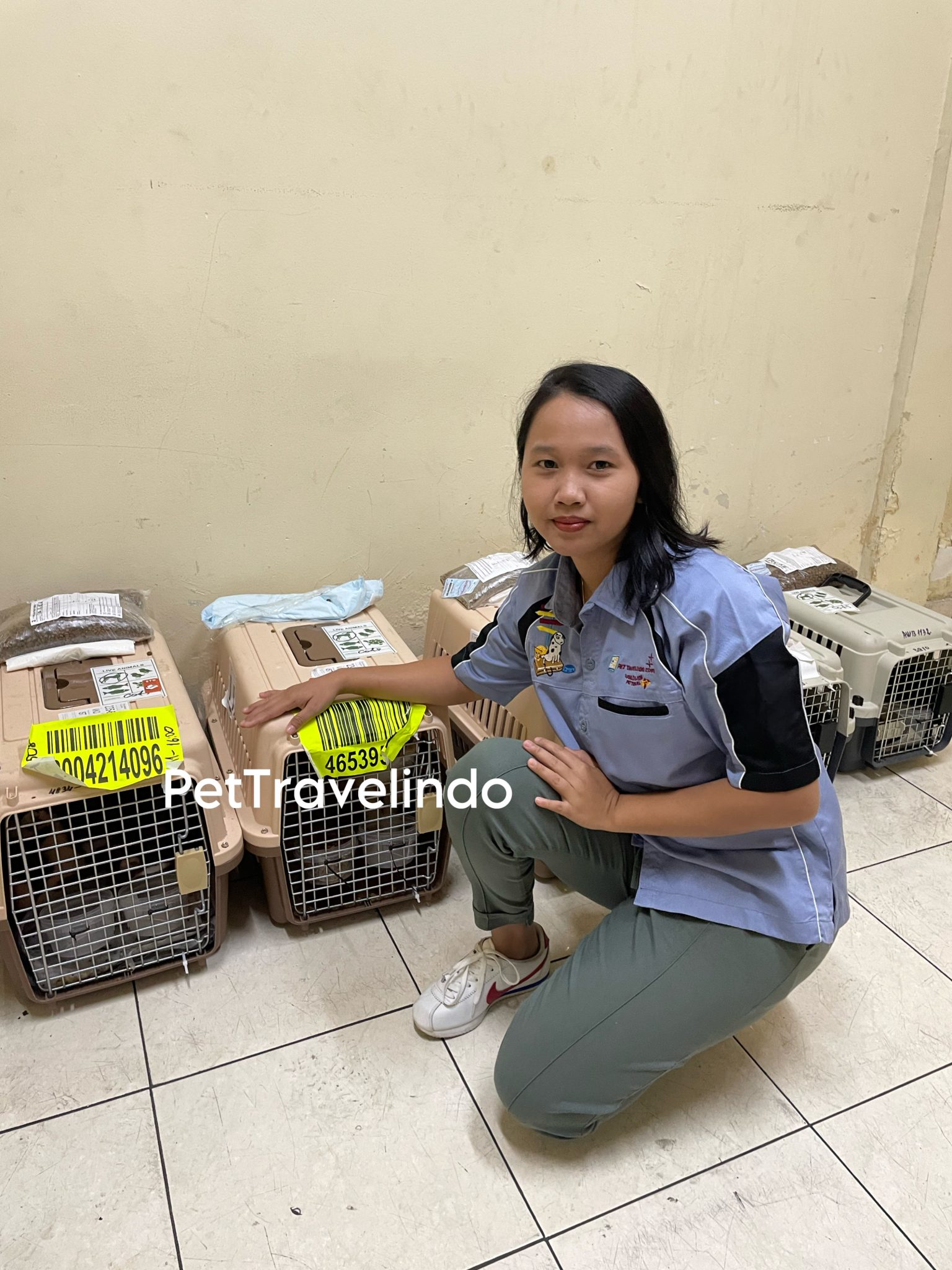 International Pet Shipping A Guide to Smooth Cargo Pet Travel Pet
