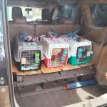 pet travelindo - hand carry, pet agent, pet cargo