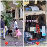 Pet Travel Indo Animal Transportation Pet Relocation