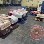 pet travelindo - hand carry, pet agent, pet cargo