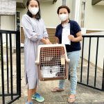 pet travelindo - hand carry, pet agent, pet cargo