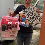 Pet Travel Indo Animal Transportation Pet Relocation