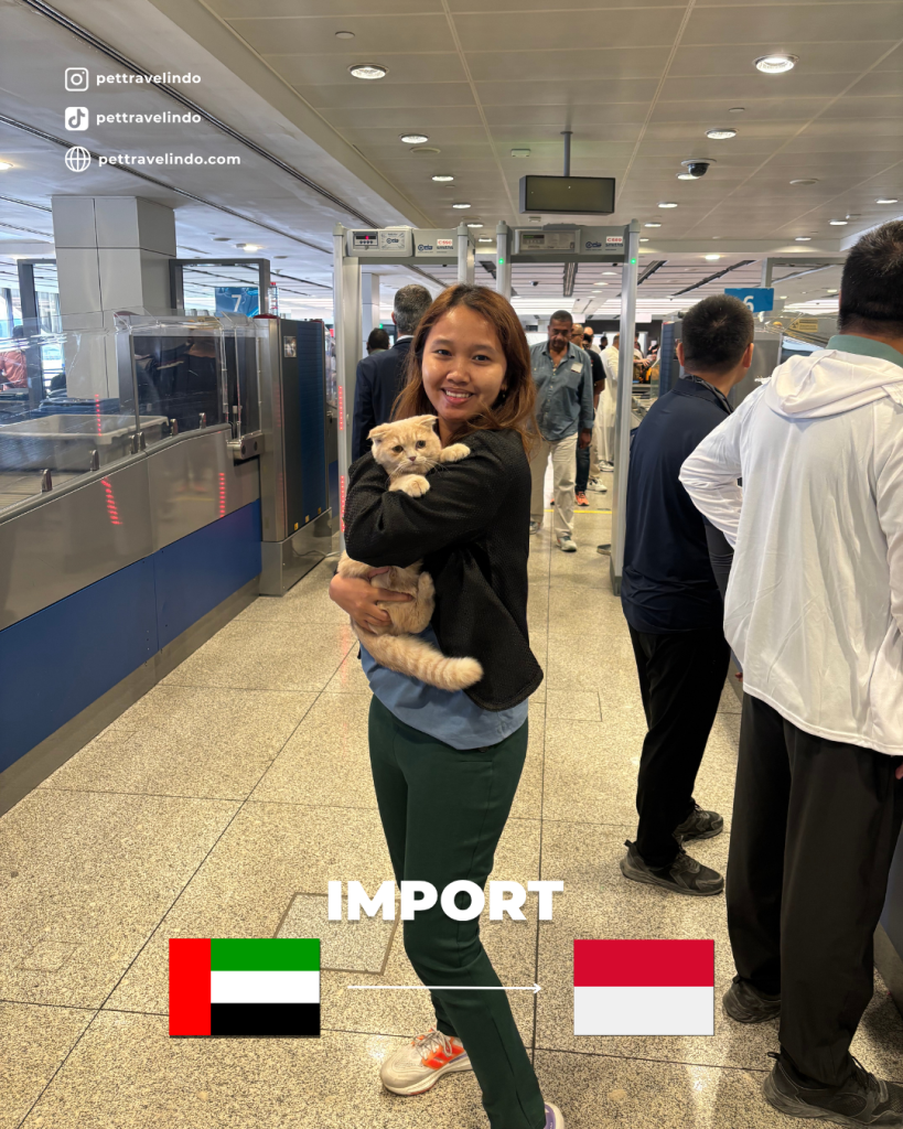 Vina standing in an airport holding a light orange Scottish Fold cat, representing the pet's import from the United Arab Emirates to Indonesia. Social media and website handles for Pet Travel Indo are displayed at the top left, with UAE and Indonesia flags and the word 'IMPORT' at the bottom.