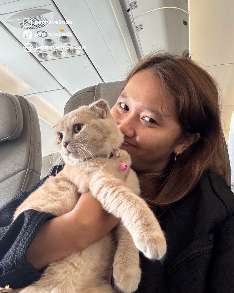Pet import from Dubai to Indonesia — Vina Atika smiling while hugging a golden Scottish Fold kitten during in-cabin travel. Showcasing Pet Travel Indo’s VIP in-cabin pet relocation service, ensuring safe, comfortable, and stress-free international pet transport for cats.