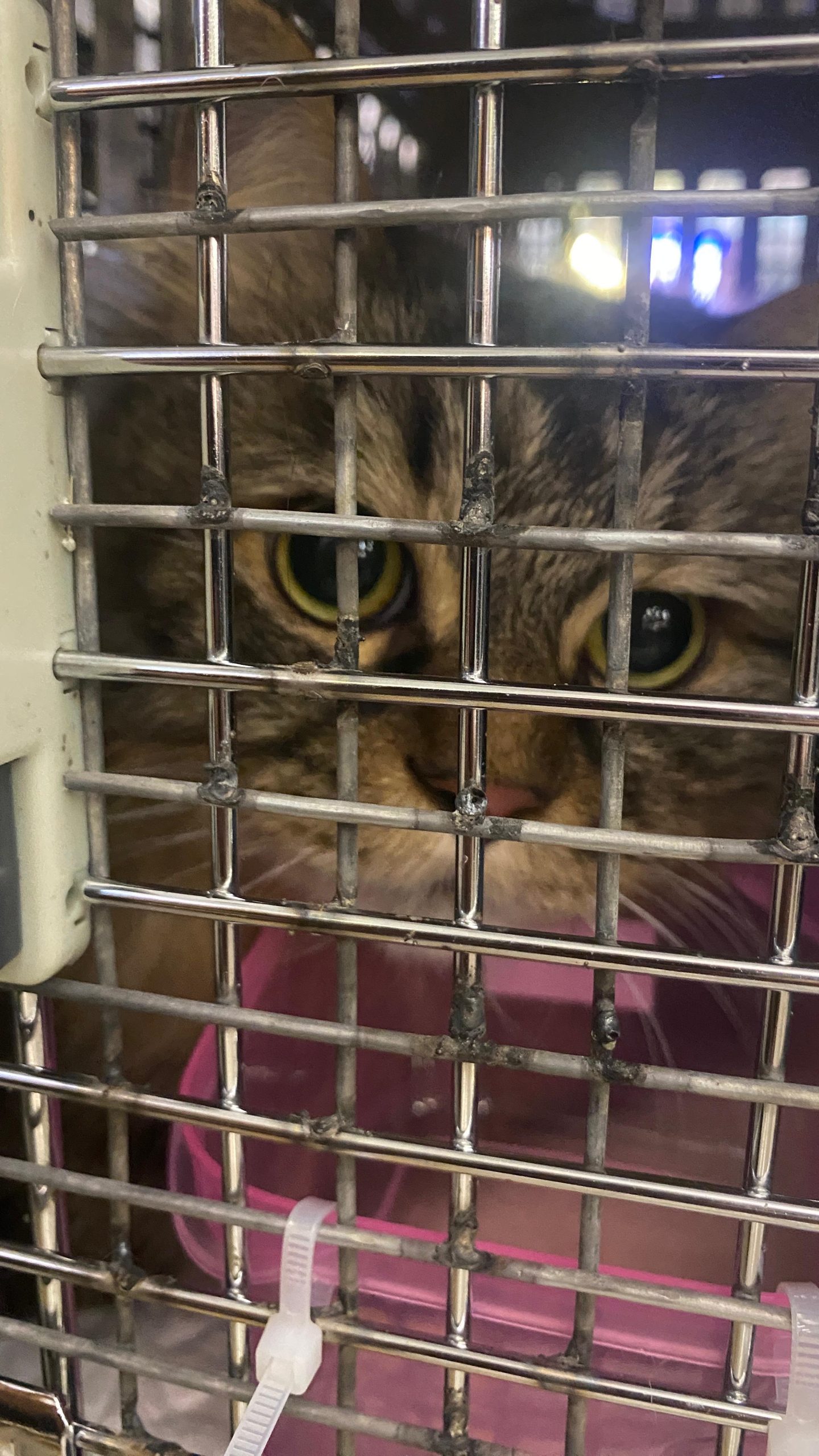 "Pet Travel Indo team handling international cat relocation at the airport, showing two IATA-approved pet crates with attached water bottles and food, a staff member wearing a yellow shirt gently comforting a fluffy domestic cat before departure, and another staff carefully placing a Pet Travel Indo label on the crate. The image captures the process of safe and professional pet travel service from Indonesia to Peru, ensuring cats like Mainecoon and domestic breeds travel securely, comfortably, and with full care during international flights.
