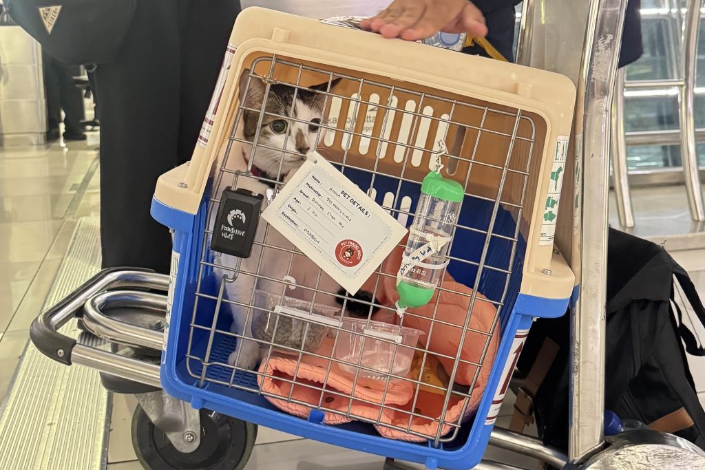 A cat inside an airline-approved travel carrier at the airport, ready for international relocation from Indonesia to Mongolia. The carrier is equipped with food, water bottle, blanket, and identification tag for a safe and comfortable journey. Managed by Pet Travel Indo, a trusted pet relocation service in Indonesia specializing in international pet transport and handling all required documents for smooth customs clearance.