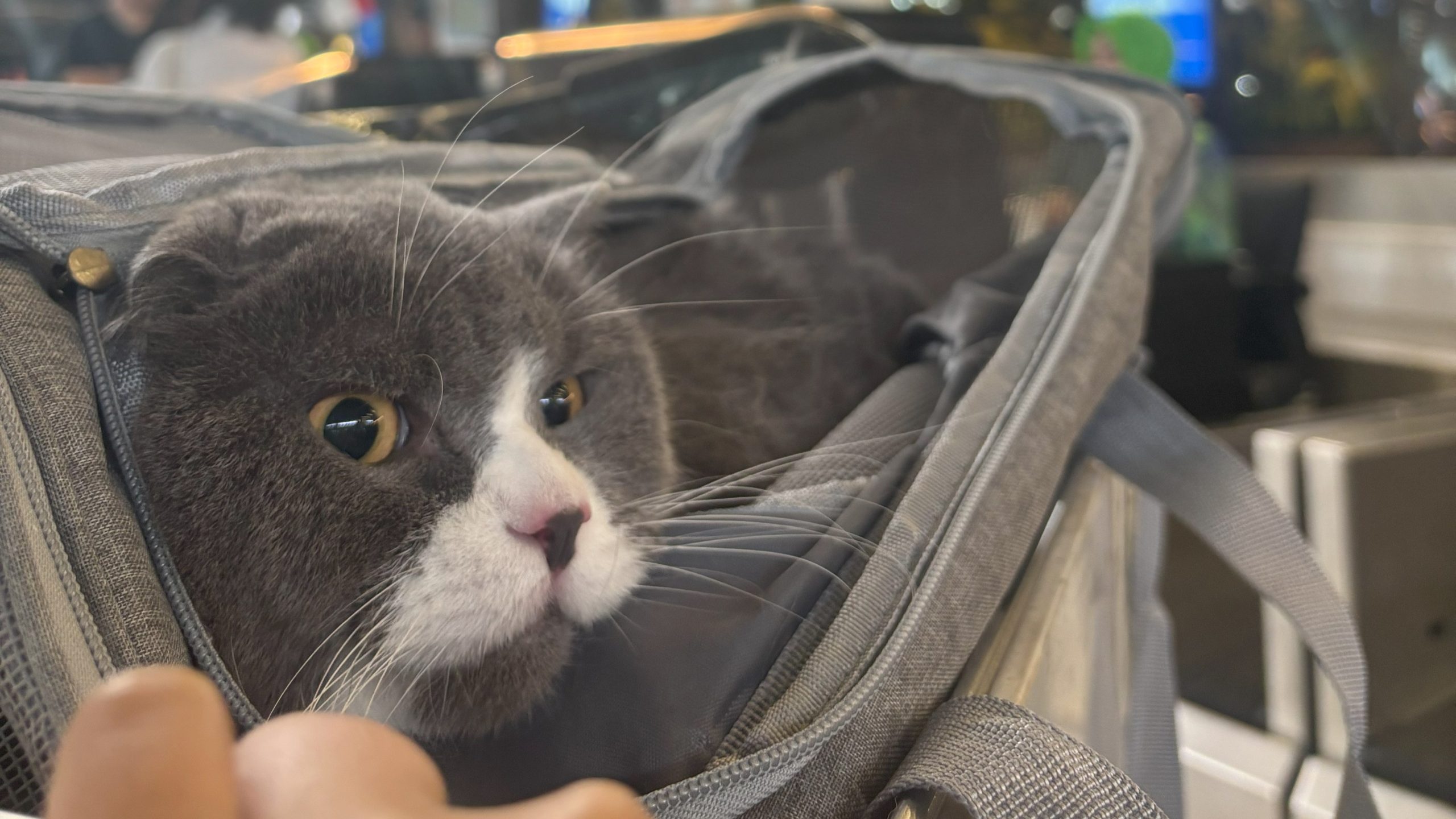 Pet Travel Indo staff assisting with our trusted pet service of international pet relocation at the airport, showing a cat inside an IATA-approved travel crate prepared for a safe flight. The image highlights professional pet travel services from Indonesia to overseas destinations, ensuring cats and dogs experience secure, comfortable, and stress-free transportation with full care and documentation support.