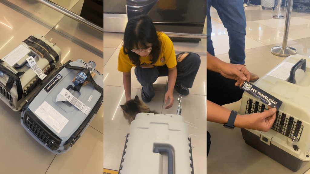 Pet Travel Indo team managing international pet relocation from Indonesia to Peru, showing secure cat travel crates with airline cargo tags, water bottles, and safety tape, while staff ensures cats’ comfort and wellbeing during airport check-in. Professional pet relocation service specializing in safe, stress-free international cat transport, including documentation, customs, and flight handling for pets traveling abroad.