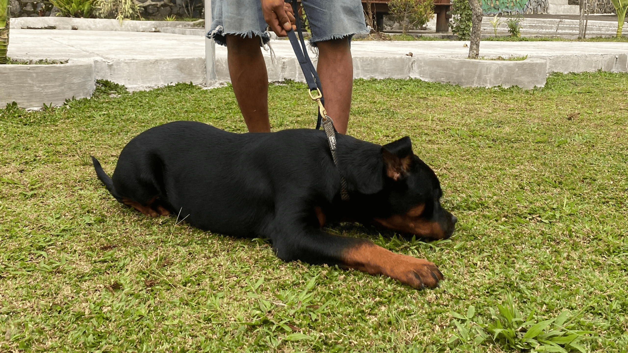 Rottweiler pup about to go to Medan with Pet Travel Indo's pet relocation domestic shipment services.