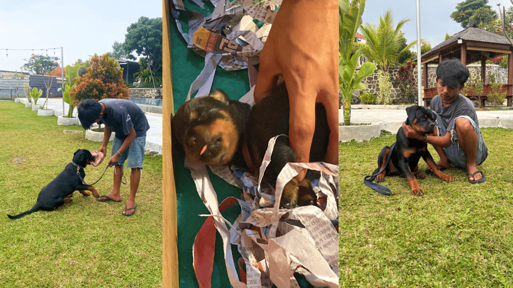 Pet Travel Indo's visit to Rottweiler conservatory in Bogor, picking up two Rottweiler puppies for a domestic shipment pet relocation