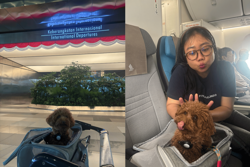 A two-panel image illustrating the seamless in-cabin travel service by Pet Travel Indo. The left photo shows a small brown poodle in a pet carrier at the airport's "International Departures" terminal. The right photo shows the poodle settled in its carrier on an airplane seat, accompanied by a female staff member wearing a Pet Travel Indo shirt. VIP pet relocation service from Indonesia to Phuket, Thailand (export pet relocation Indonesia to Thailand)