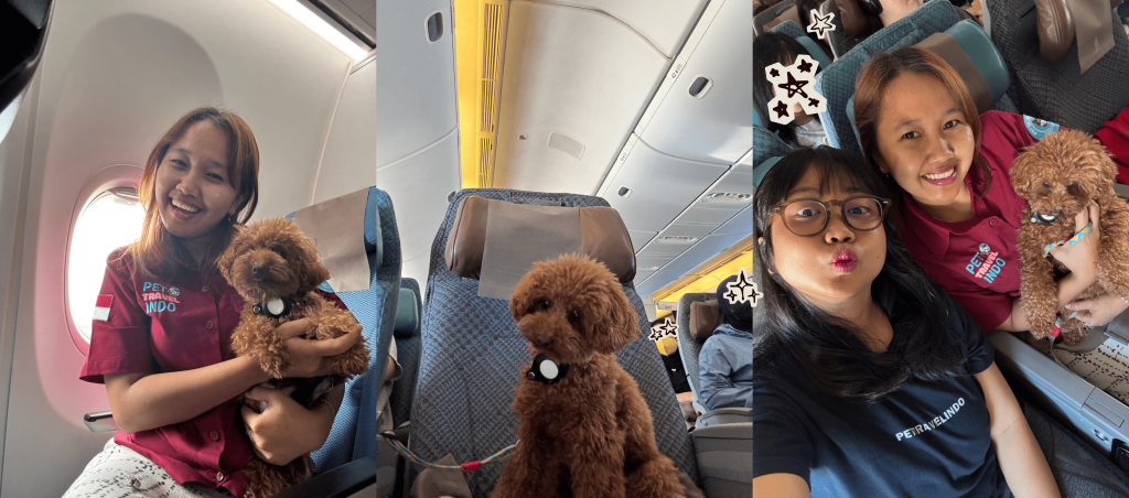 A photo collage showcasing the VIP in-cabin pet travel service by Pet Travel Indo. A small, brown poodle is seen comfortably sitting on an airplane seat and being held by smiling company staff during a flight, highlighting a premium, stress-free travel experience for the pet. This VIP pet relocation service was from Indonesia to Phuket, Thailand (export pet shipment).