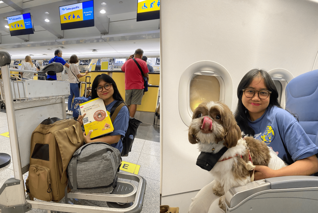 A two-panel image showcasing Pet Travel Indo's VIP pet relocation service for a Shih Tzu traveling from the Philippines. The left photo shows the owner at the airport check-in counter holding the dog's travel documents. The right photo features the Shih Tzu sitting comfortably on its owner's lap inside the airplane cabin, highlighting a safe and personal in-cabin journey.