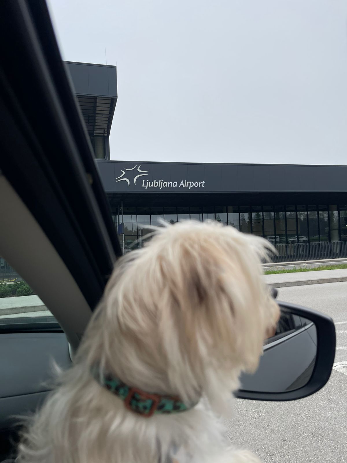 A white Maltese dog named Luna looks out of a car window at Ljubljana Airport during her pet relocation journey to Bosnia with Pet Travel Indo, her trusted pet travel partner.