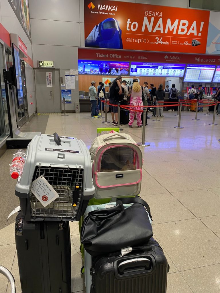Pet carrier and luggage belonging to Piti the cat seen at Kansai International Airport in Osaka, Japan, shortly after arriving from Indonesia—marking Piti’s safe arrival and Pet Travel Indo’s first successful pet relocation to Japan.