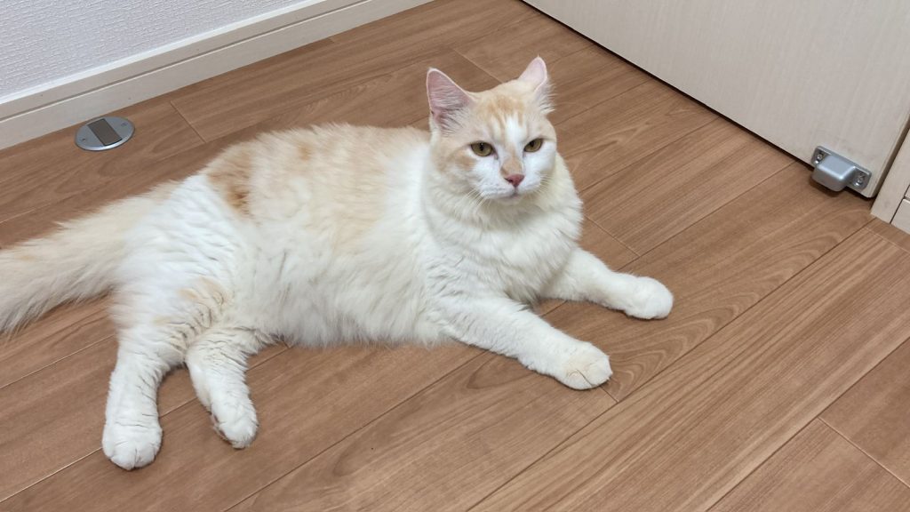 Piti, a white and orange cat, relaxing comfortably in his new home in Japan after his successful pet relocation from Indonesia with Pet Travel Indo, a trusted international pet travel partner.