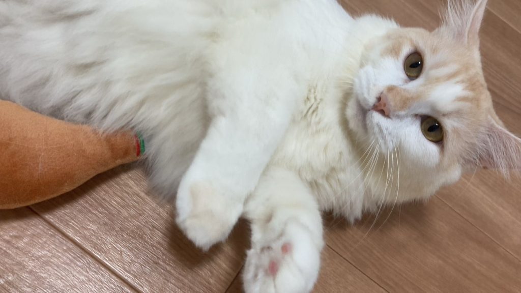 Piti, the white and orange cat from Indonesia, lying playfully on the floor in Japan after his smooth relocation with Pet Travel Indo, showing his calm and happy personality in his new home.