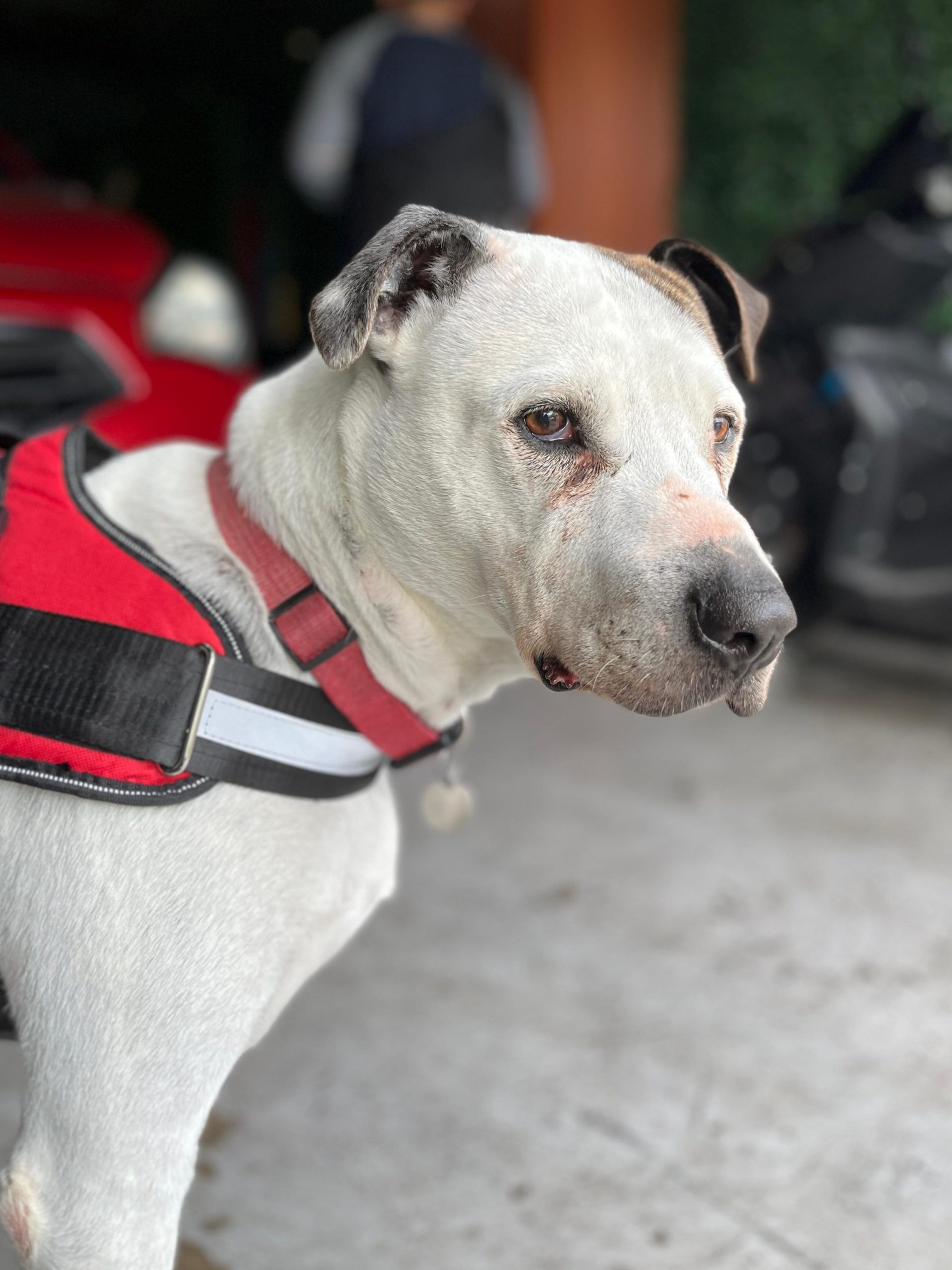 big dog on cabin, large dog on cabin, bring dog on cabin, pet shipment on cabin