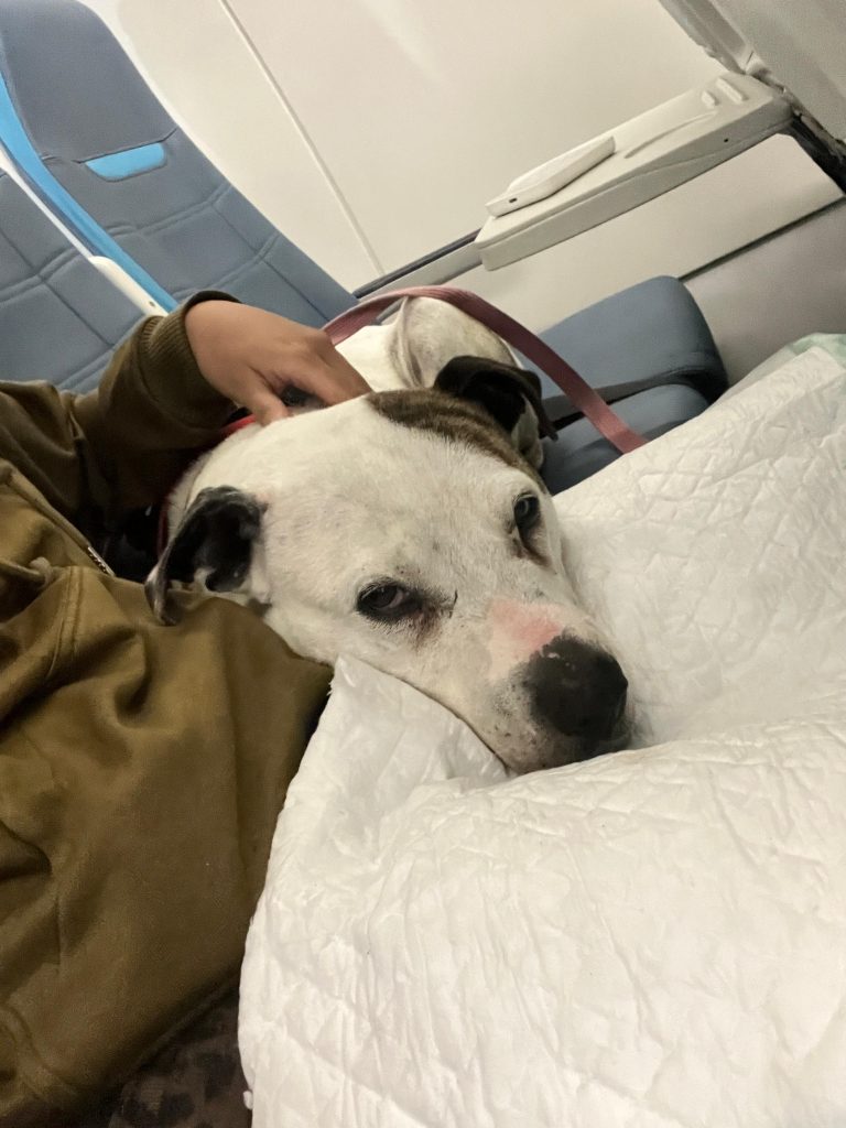 bring large sized dog on cabin, dog on cabin, dog cabin, dog flight cabin, pet travel indo, pet relocation indonesia