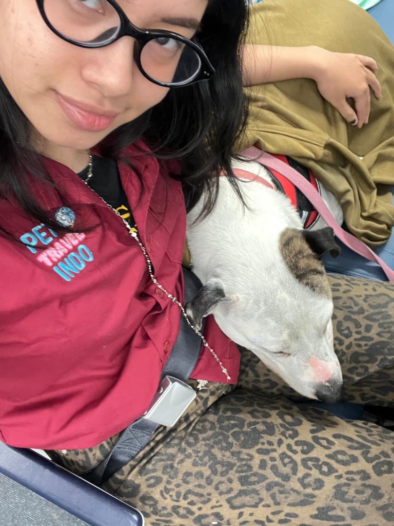 bring large sized dog on cabin, dog on cabin, dog cabin, dog flight cabin, pet travel indo, pet relocation indonesia