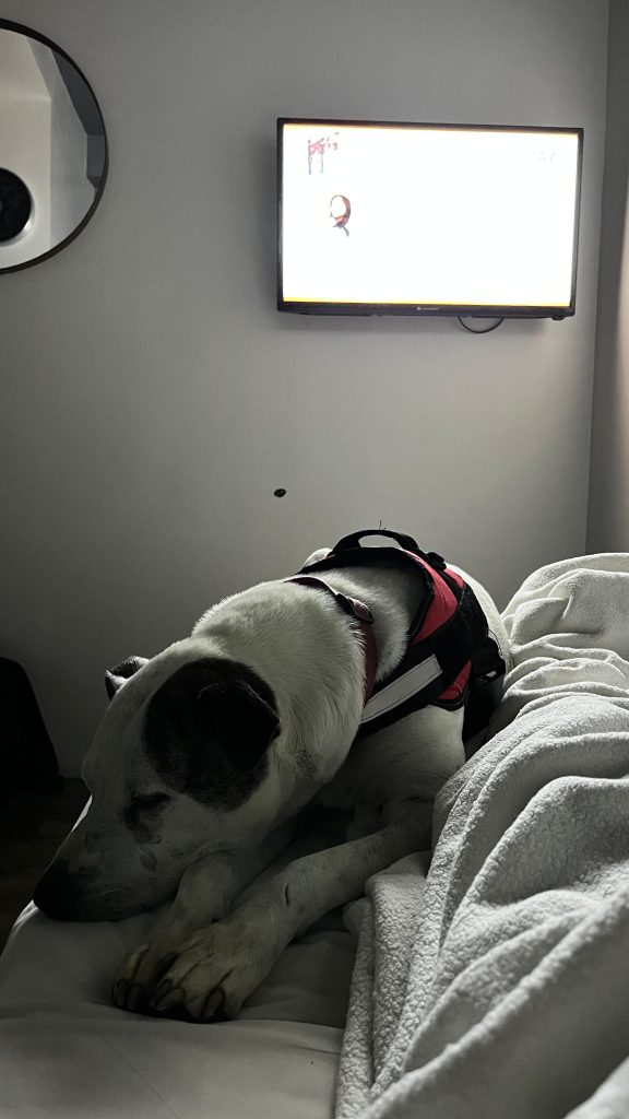 bring large sized dog on cabin, dog on cabin, dog cabin, dog flight cabin, pet travel indo, pet relocation indonesia