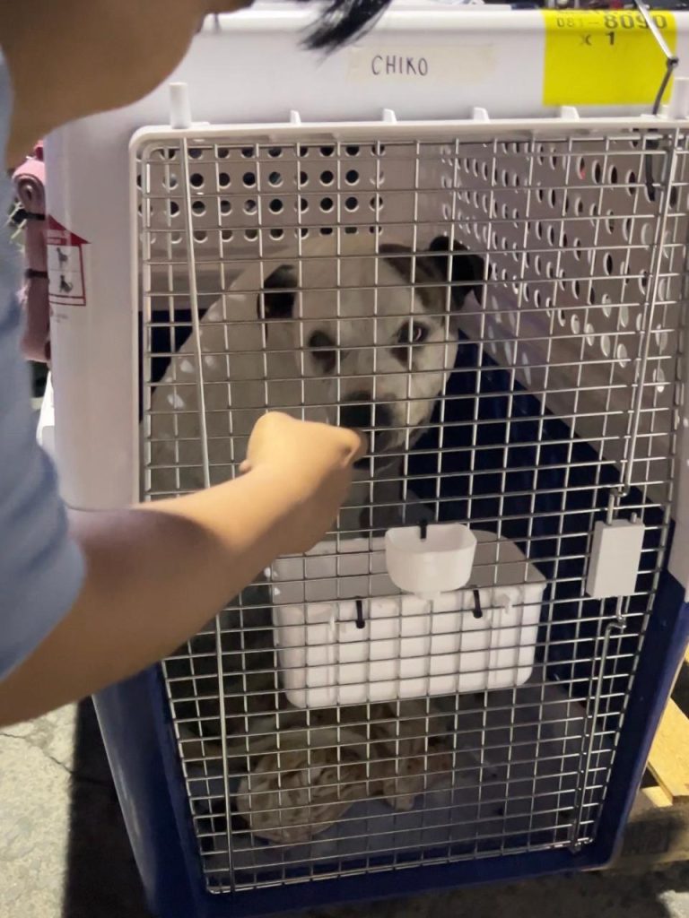 bring dog in cargo to indonesia, pet travel indonesia, pet relocation indonesia