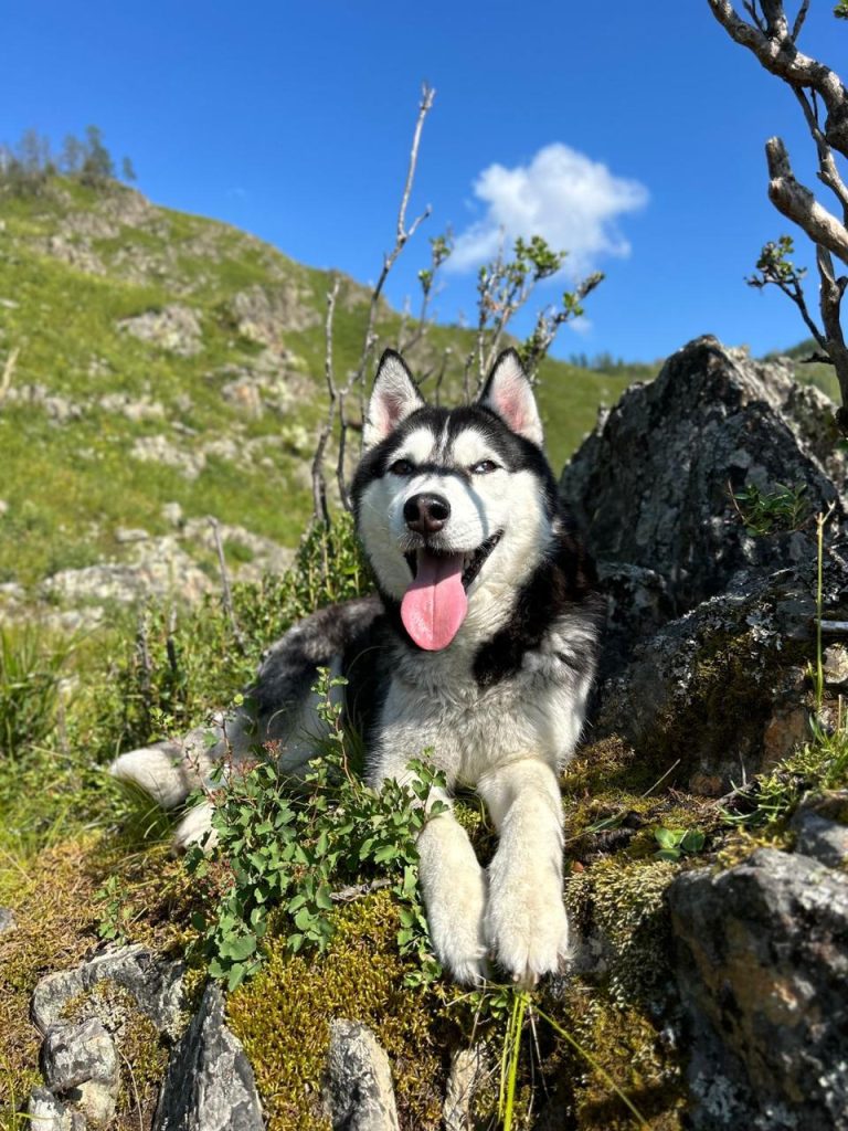 bring dog to indonesia, bring dog everywhere, relocatin dog, dog relocation, pet travel indo