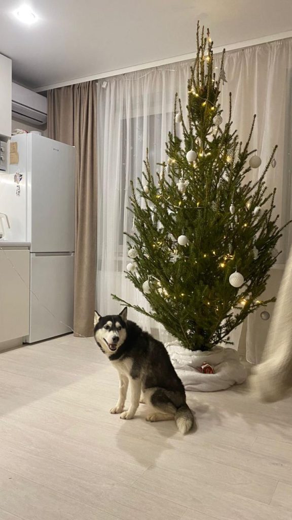 bring dogs to indonesia, bring dogs indonesia, pet relocation indonesia, relocation dog, relocating dog, pet travel indo