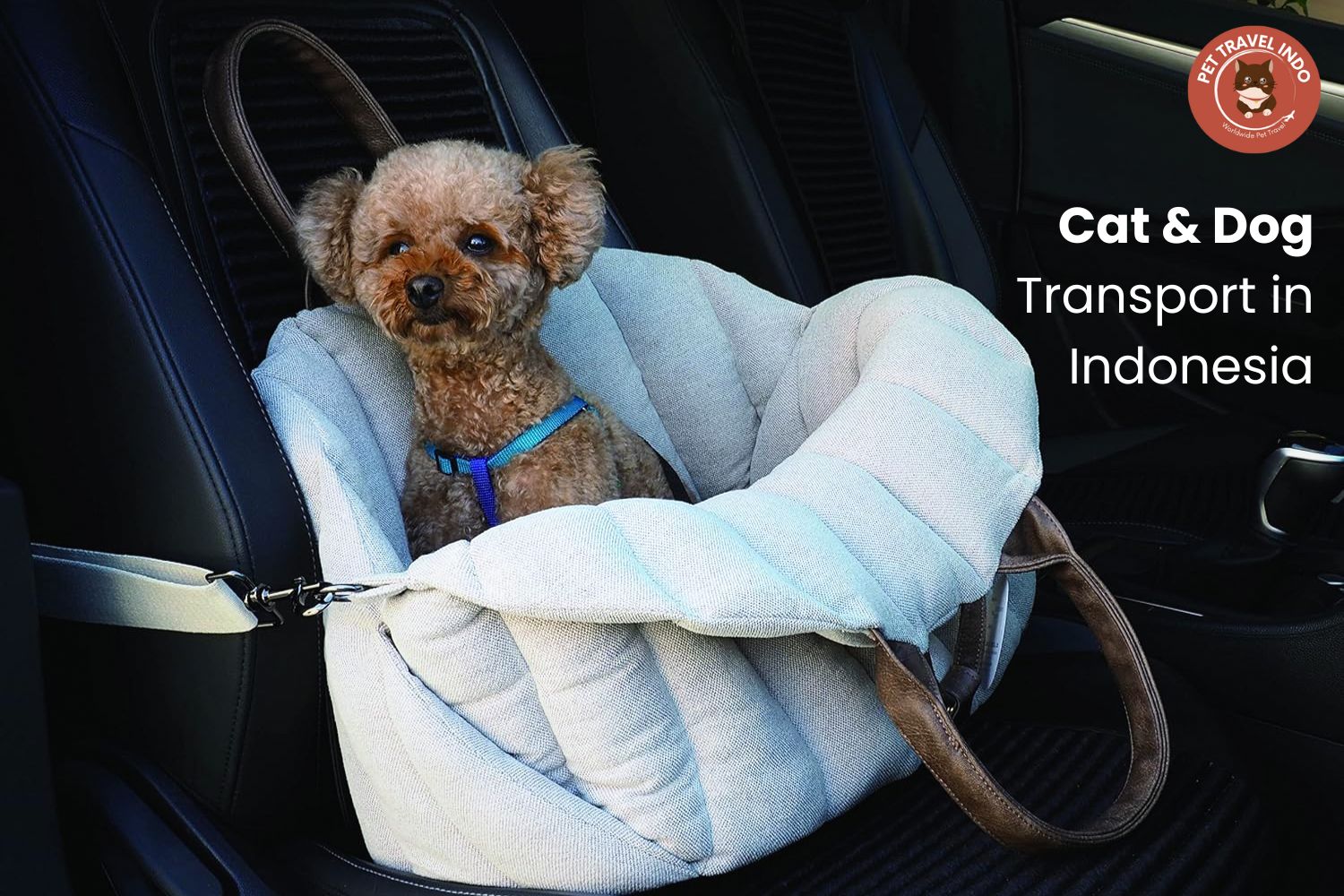 Cat and Dog Transport in Indonesia