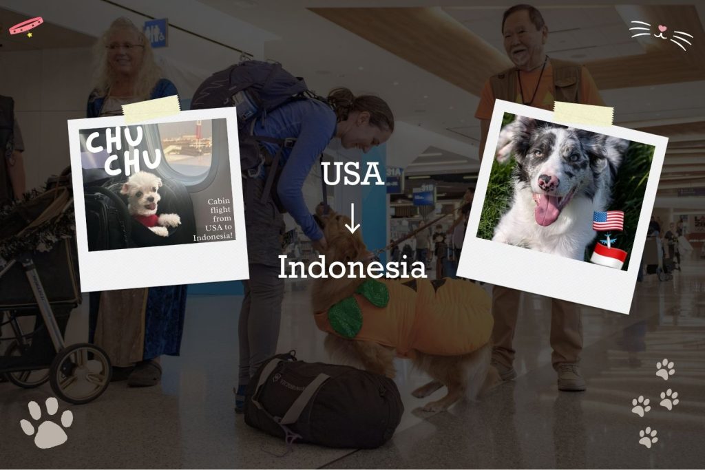 How to Send Animal From USA LAX JFK to Indonesia