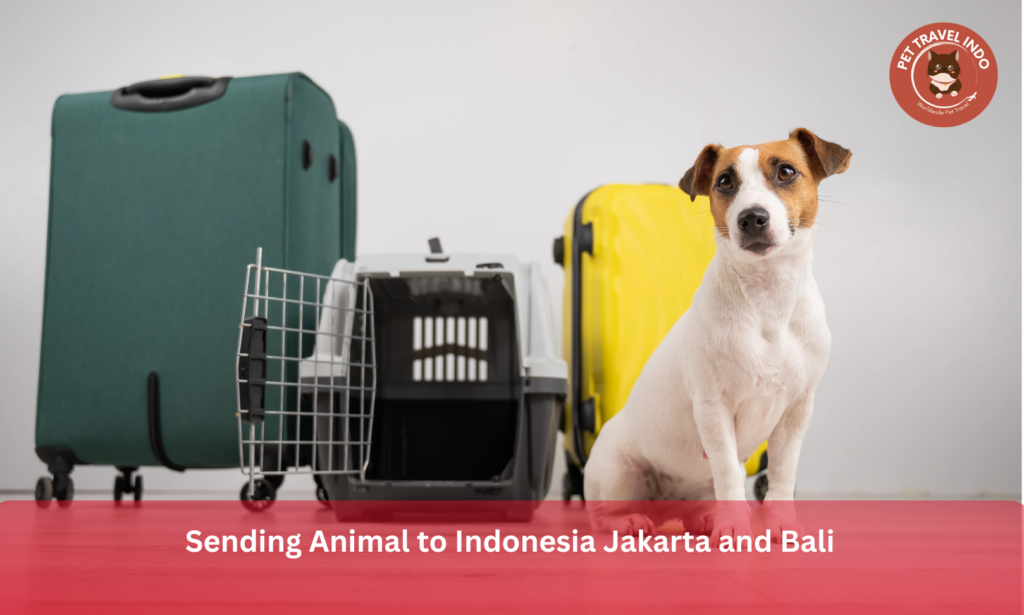 Sending Animal to Indonesia Jakarta and Bali