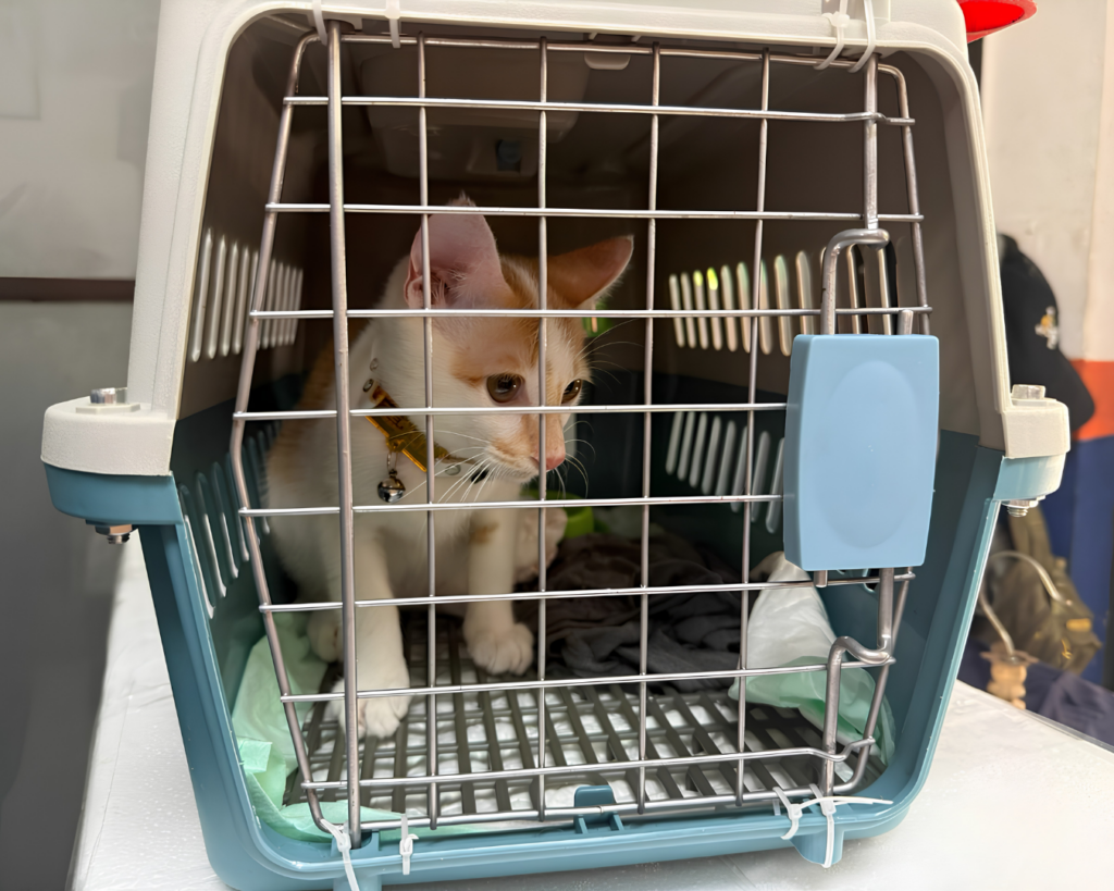 Unique Challenges of Pet Transport in Indonesia