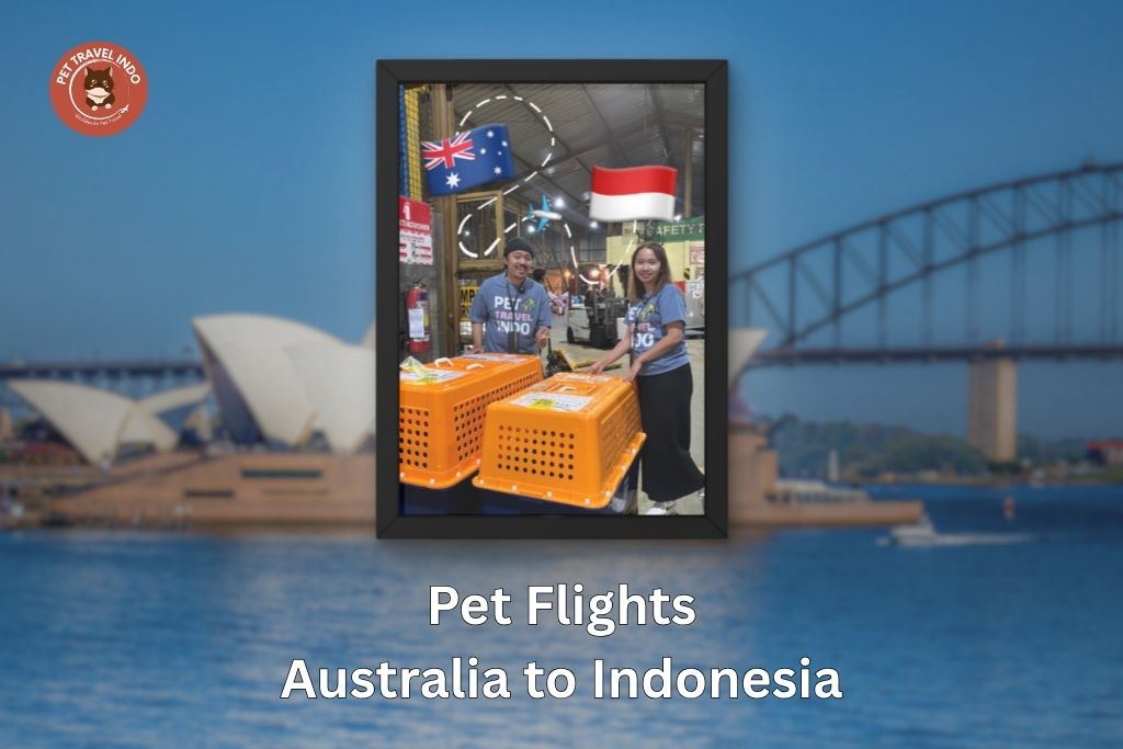 Pet Flights Australia to Indonesia