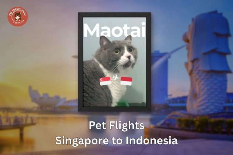 Pets Relocation Singapore to Indonesia